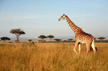 Kenya Safari Pictures